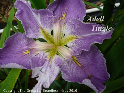Adell Tingle (1)